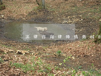 法律咨询律师债务纠纷 法律咨询律师债务纠纷