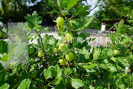法律咨询律师收费情况 法律咨询律师收费情况