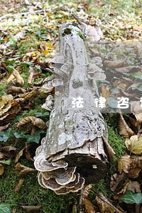 法律咨询怎么搜 法律咨询怎么搜