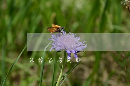法律咨询成都 法律咨询成都