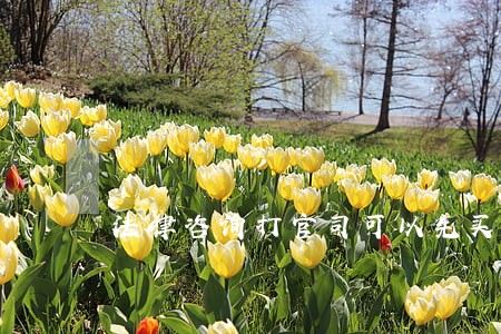 法律咨询打官司可以先买保险
