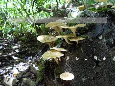法律咨询服务公司起名