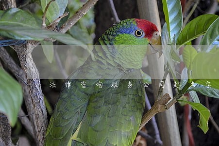 法律咨询服务公司起名字 法律咨询服务公司起名字