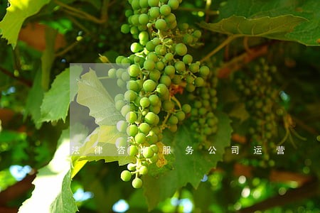 法律咨询服务公司运营 法律咨询服务公司运营