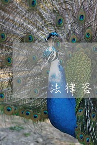 法律咨询服务行业类别 法律咨询服务行业类别