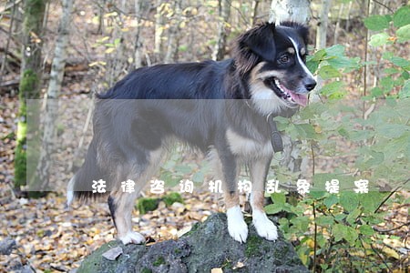 法律咨询机构乱象提案 法律咨询机构乱象提案