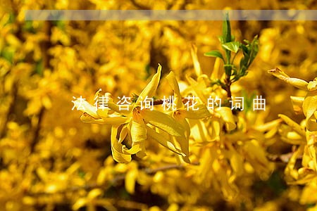 法律咨询桃花的词曲 法律咨询桃花的词曲