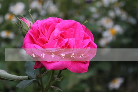 法律咨询武汉 法律咨询武汉