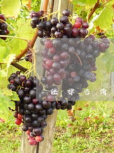 法律咨询沈律 法律咨询沈律
