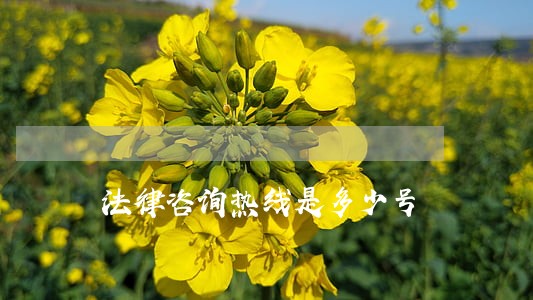 法律咨询热线是多少号 法律咨询热线是多少号