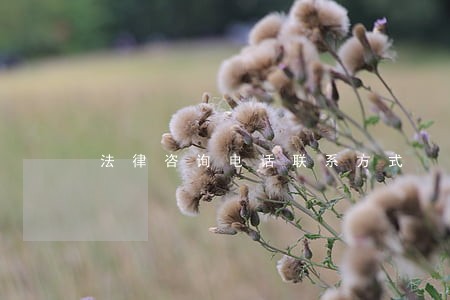 法律咨询电话联系方式 法律咨询电话联系方式