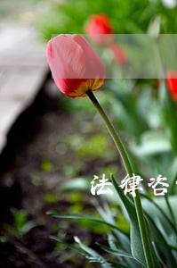 法律咨询的社会价值 法律咨询的社会价值