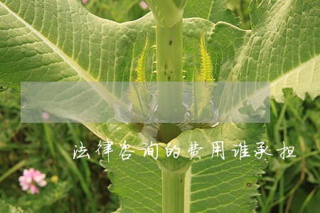 法律咨询的费用谁承担 法律咨询的费用谁承担