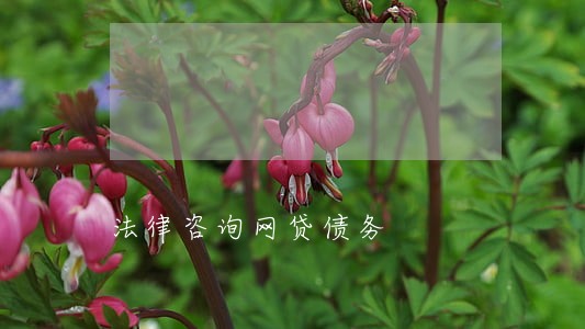 法律咨询网贷债务