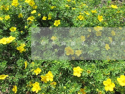 法律咨询能去司法所吗