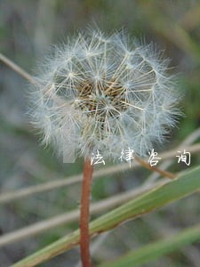法律咨询课程详情页 法律咨询课程详情页