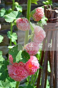 法律咨询资金借贷问题 法律咨询资金借贷问题