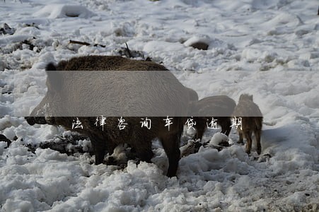 法律咨询车贷逾期 法律咨询车贷逾期
