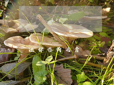 法律咨询运营