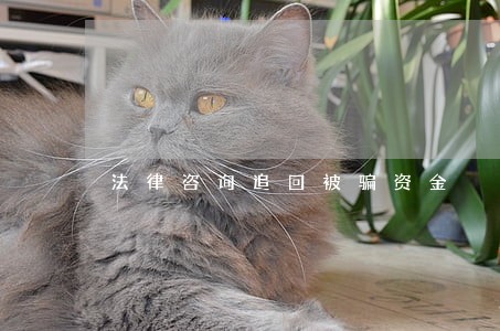 法律咨询追回被骗资金 法律咨询追回被骗资金