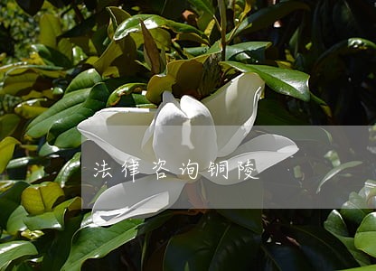 法律咨询铜陵 法律咨询铜陵