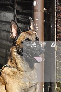 法律咨询门前没地修路怎么办