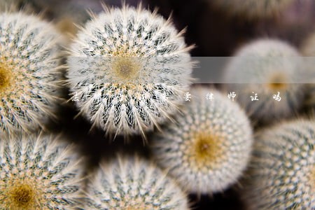 法律咨询需要律师证吗 法律咨询需要律师证吗