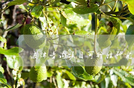 法律咨询项目可行性研究报告