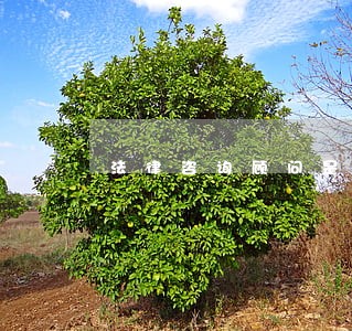 法律咨询顾问是干什么的