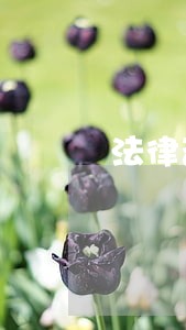 法律咨询额 法律咨询额