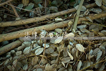 法律咨询龙湾 法律咨询龙湾