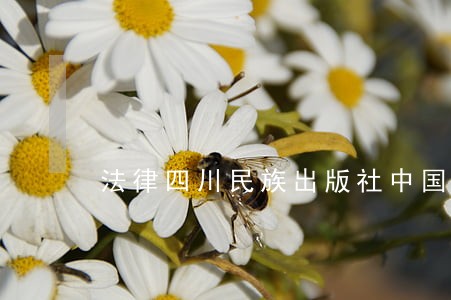 法律四川民族出版社中国医药科技出版社 法律四川民族出版社中国医药科技出版社