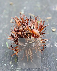 法律基础教学论文
