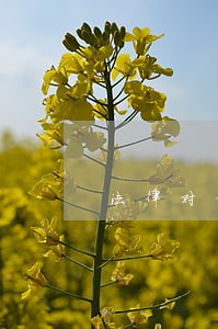 法律对借款逾期费的规定 法律对借款逾期费的规定