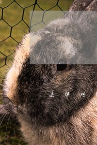法律对公益诉讼主体的要求 法律对公益诉讼主体的要求