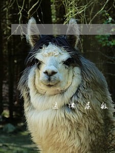 法律层级 法律层级