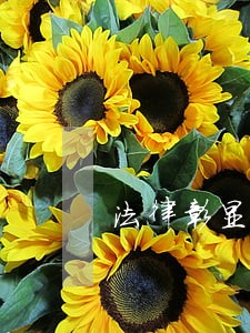 法律彰显滞后无力 法律彰显滞后无力