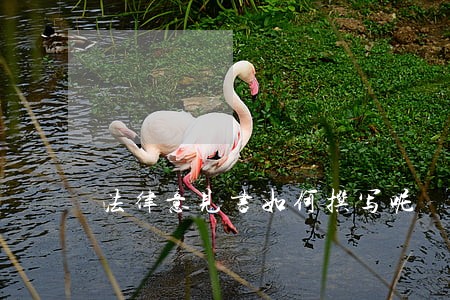 法律意见书如何撰写呢