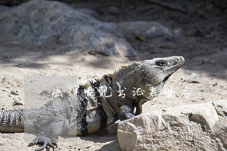 法律意见书证券业务 法律意见书证券业务