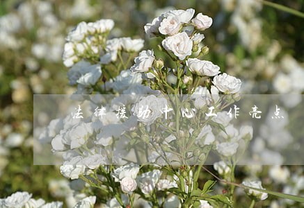法律援助中心工作亮点 法律援助中心工作亮点