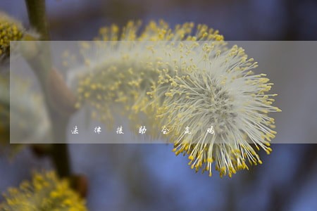 法律援助会赢吗