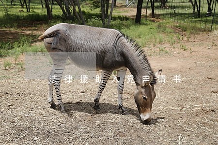 法律援助入党申请书 法律援助入党申请书