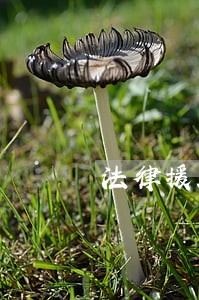 法律援助六角井社区 法律援助六角井社区