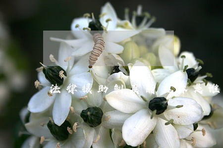 法律援助制度的主体是谁 法律援助制度的主体是谁