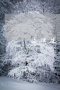 法律援助办事对象
