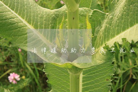 法律援助助力农民工就业 法律援助助力农民工就业