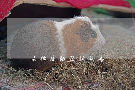 法律援助双拥报告