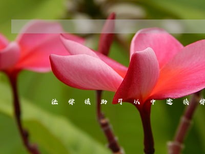 法律援助可以中途换律师 法律援助可以中途换律师