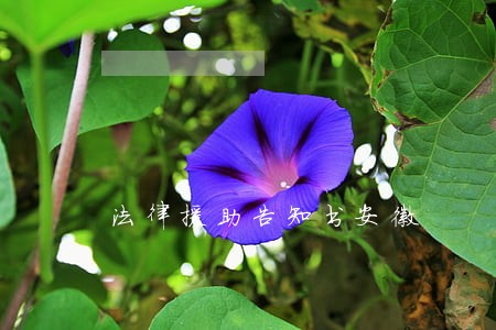 法律援助告知书安徽 法律援助告知书安徽