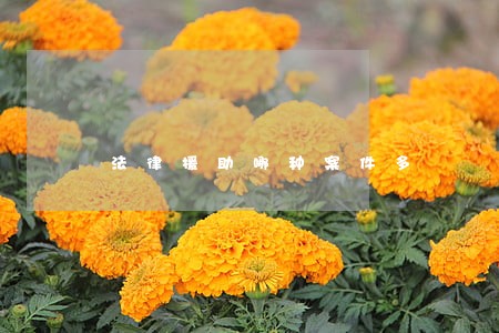 法律援助哪种案件多 法律援助哪种案件多